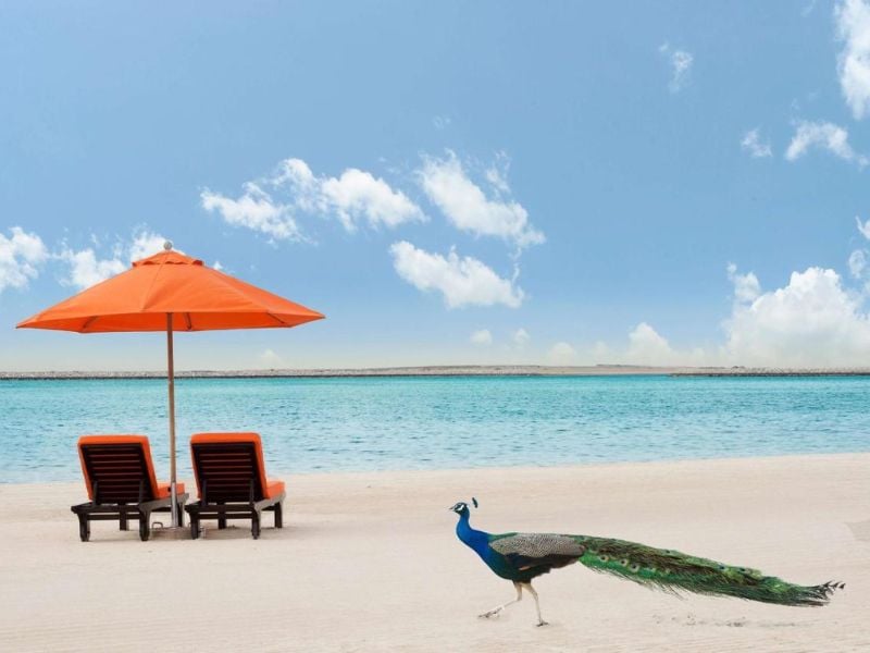 Beach scene with two orange lounge chairs and umbrellas by the water, and a peacock walking on the sand.