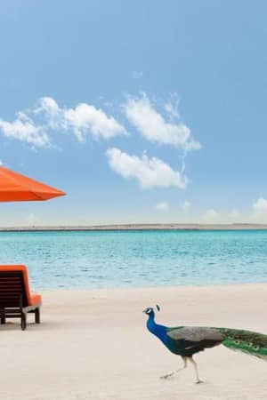 Beach scene with two orange lounge chairs and umbrellas by the water, and a peacock walking on the sand.